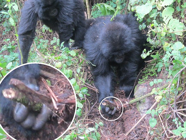 Gorilla